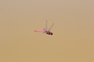 libélula volando