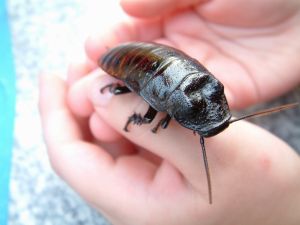 Una cucaracha en manos humanas