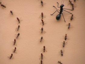 Tres columnas de hormigas desfilan junto a una hormiga reina.
