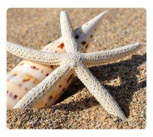 Estrella y concha de mar sobre la arena de la playa.